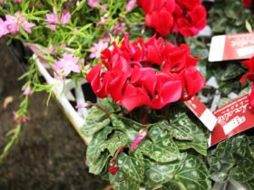 １０月入荷中の花苗の紹介