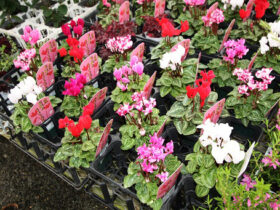 １０月入荷中の花苗の紹介