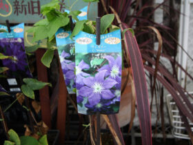 １０月入荷中の花苗の紹介