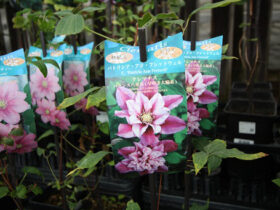 １０月入荷中の花苗の紹介
