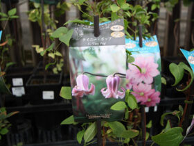 １０月入荷中の花苗の紹介