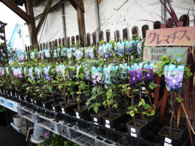 １０月入荷中の花苗の紹介