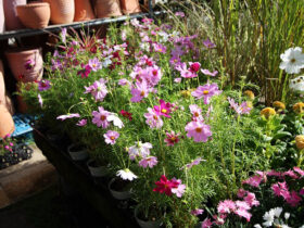 １０月入荷中の花苗の紹介