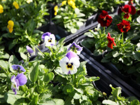 １０月入荷中の花苗の紹介