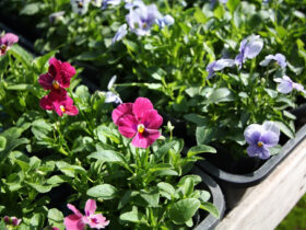 １０月入荷中の花苗の紹介