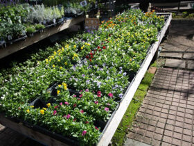 １０月入荷中の花苗の紹介