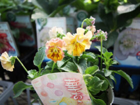 １０月入荷中の花苗の紹介