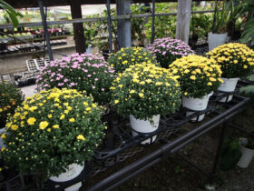 １０月入荷中の花苗の紹介