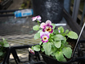 １０月入荷中の花苗の紹介