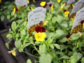 １０月入荷中の花苗の紹介