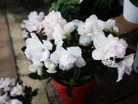 １０月入荷中の花苗の紹介
