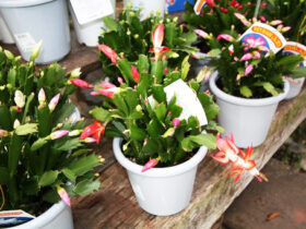 １０月入荷中の花苗の紹介