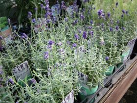 １０月入荷中の花苗の紹介