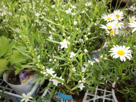 １０月入荷中の花苗の紹介