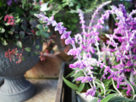 １０月入荷中の花苗の紹介