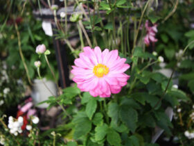 １０月入荷中の花苗の紹介