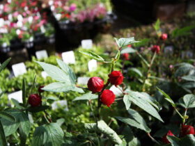 １０月入荷中の花苗の紹介