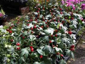 １０月入荷中の花苗の紹介