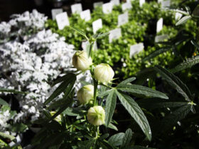 １０月入荷中の花苗の紹介