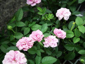 １０月入荷中の花苗の紹介
