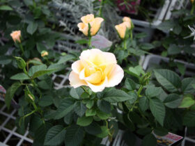 １０月入荷中の花苗の紹介