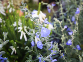 １０月入荷中の花苗の紹介