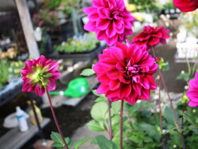 １０月入荷中の花苗の紹介