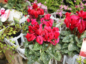１０月入荷中の花苗の紹介
