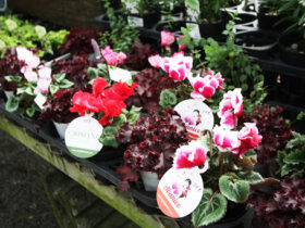 １０月入荷中の花苗の紹介