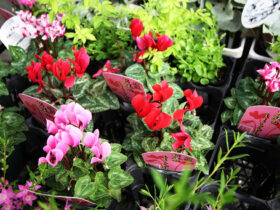 １０月入荷中の花苗の紹介