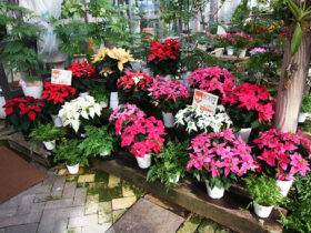 １０月入荷中の花苗の紹介