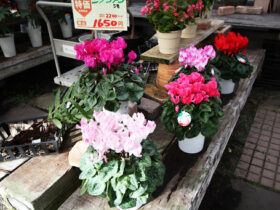 １０月入荷中の花苗の紹介