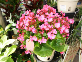 １０月入荷中の花苗の紹介