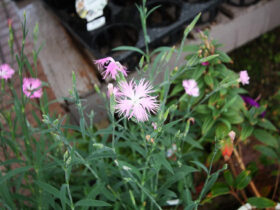 １０月入荷中の花苗の紹介