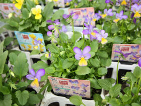 １０月入荷中の花苗の紹介