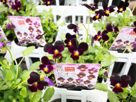 １０月入荷中の花苗の紹介