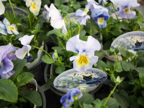 １０月入荷中の花苗の紹介