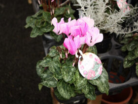 １０月入荷中の花苗の紹介