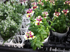 １０月入荷中の花苗の紹介