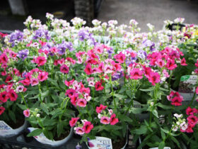 １０月入荷中の花苗の紹介