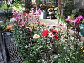 １０月入荷中の花苗の紹介