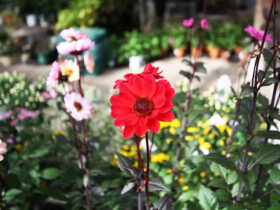 １０月入荷中の花苗の紹介
