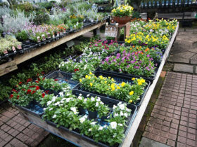 １０月入荷中の花苗の紹介
