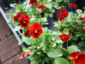 １０月入荷中の花苗の紹介
