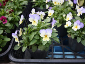 １０月入荷中の花苗の紹介