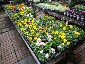 １０月入荷中の花苗の紹介