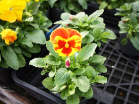１０月入荷中の花苗の紹介