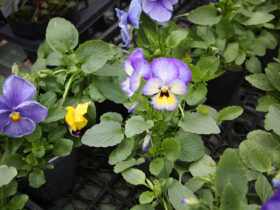 １０月入荷中の花苗の紹介