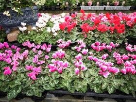 １０月入荷中の花苗の紹介