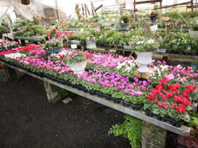 １０月入荷中の花苗の紹介